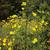 Bidens aristosa