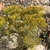 Threadlike foliage. Yellow disc flowers in flat-topped clusters