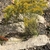 Plant growing in gravel & crevice garden. Yellow heads.