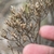 Achenes