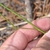 Green stem with narrow green leaf attachment