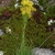 Form with basal leaves and tall stems with yellow flowers