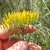 Closeup of yellow flowers- side view