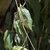 Native vine with glossy green leaves and distinctive tendrils.