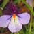 Bird-foot Violet Viola pedata