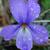 Bird-foot Violet Viola pedata