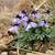 Bird-foot Violet Viola pedata