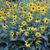 Rudbeckia fulgida