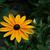 Rudbeckia fulgida