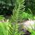 Blechnum spicant