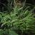 Blechnum spicant