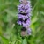 dense spikes of lavender flowers.