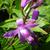 Chinese ground orchid