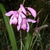 flower and leaves