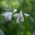 A spray of pale blush pink orchids with striate lips