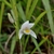White orchid flowers among grassy foliage.