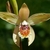 A pale yellow orchid flower with orange striated lip.