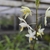 A spike of pale yellow orchid flowers with orange lips.