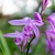 A spray of pale lavender pink orchids with striate lips