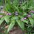 Bletilla striata - full plant close view
