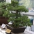 Bonsai in April in Brooklyn, NY