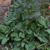 Borago officinalis