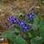 Borago officinalis