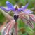 Borago officinalis