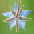 Borago officinalis