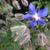 Borago officinalis