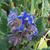 Borago officinalis