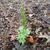 form, fall, Iredell County, NC