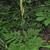 Botrychium virginianum