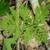 Botrychium virginianum