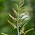 Botrychium virginianum