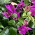 Flowers/Bud/Leaves - Summer - Wake Co., NC