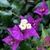 Flower & Buds - Summer - Wake Co., NC