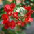 Bougainvillea