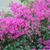 Bougainvillea