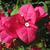 Bougainvillea glabra