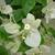 white bracts