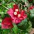 red bracts