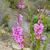Bourbon Watsonia (Watsonia borbonica)