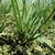 base of grass clumb in dry soil.