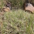 mat of grassy turf in dry soil.
