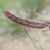 Single dark purple secund spikelet.