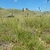 Tall stalks bearing secund spikelets.