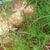 Bulb with growth