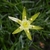 Close up of star-shaped flower