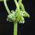 Flower buds in leaf axil